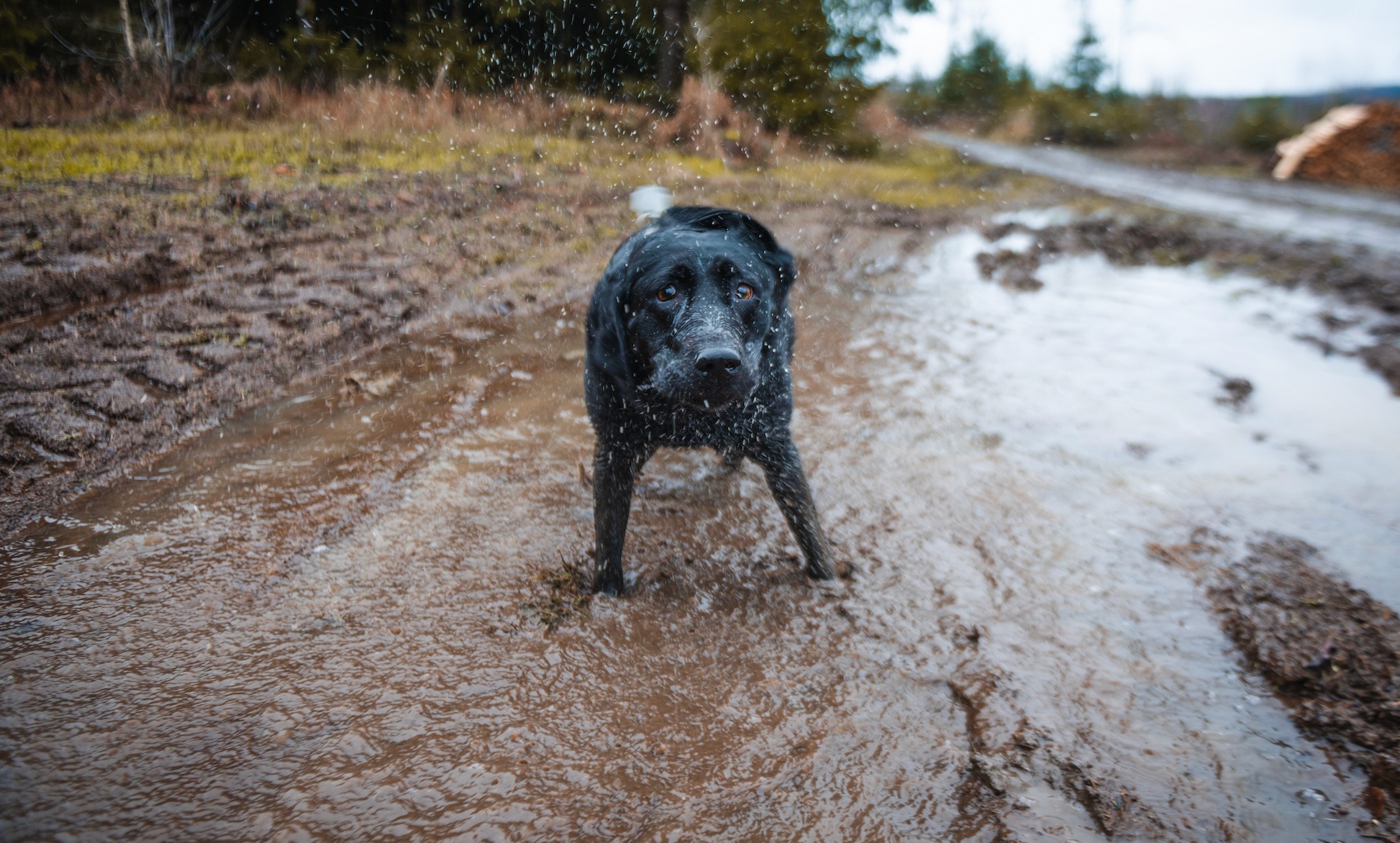 The Floods