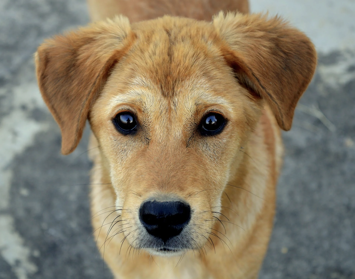 Leave a Lasting Legacy for Animals in Need: A Guide to Including Into Loving Homes in Your Will