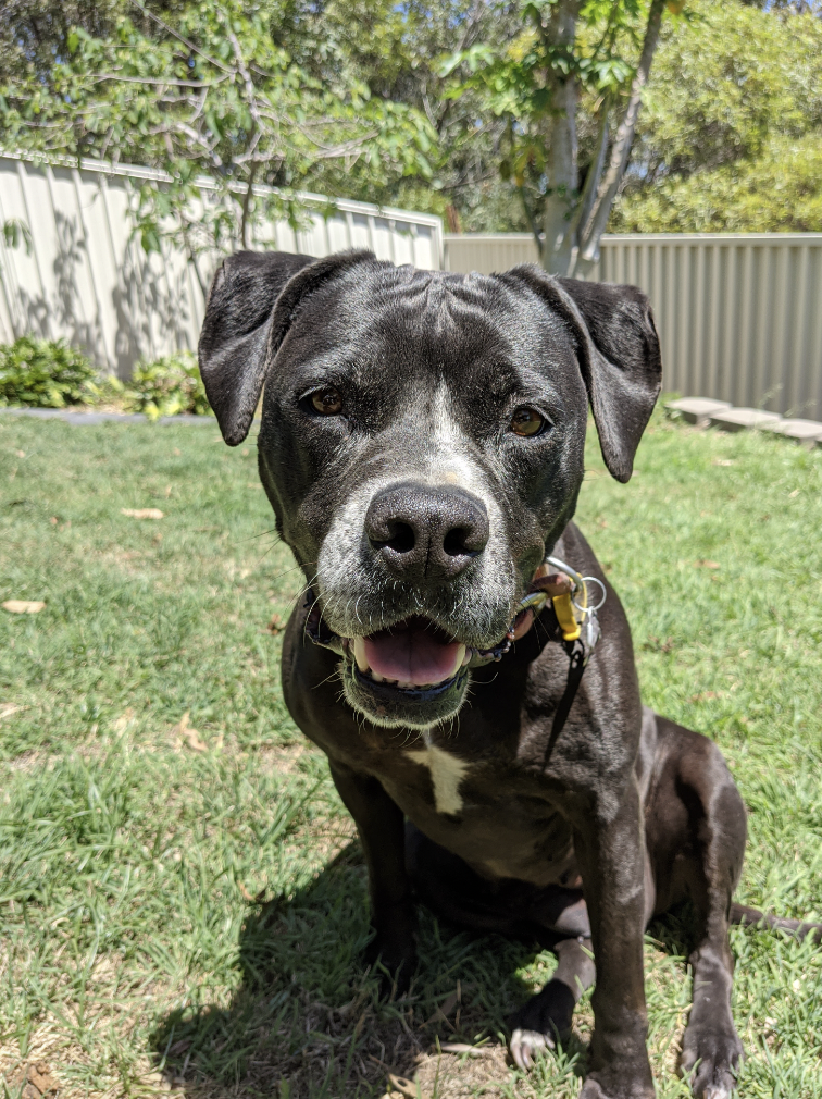 Finding Forever Homes Australia Wide: Into Loving Homes’ Mission to Prevent Animals from going into Shelters