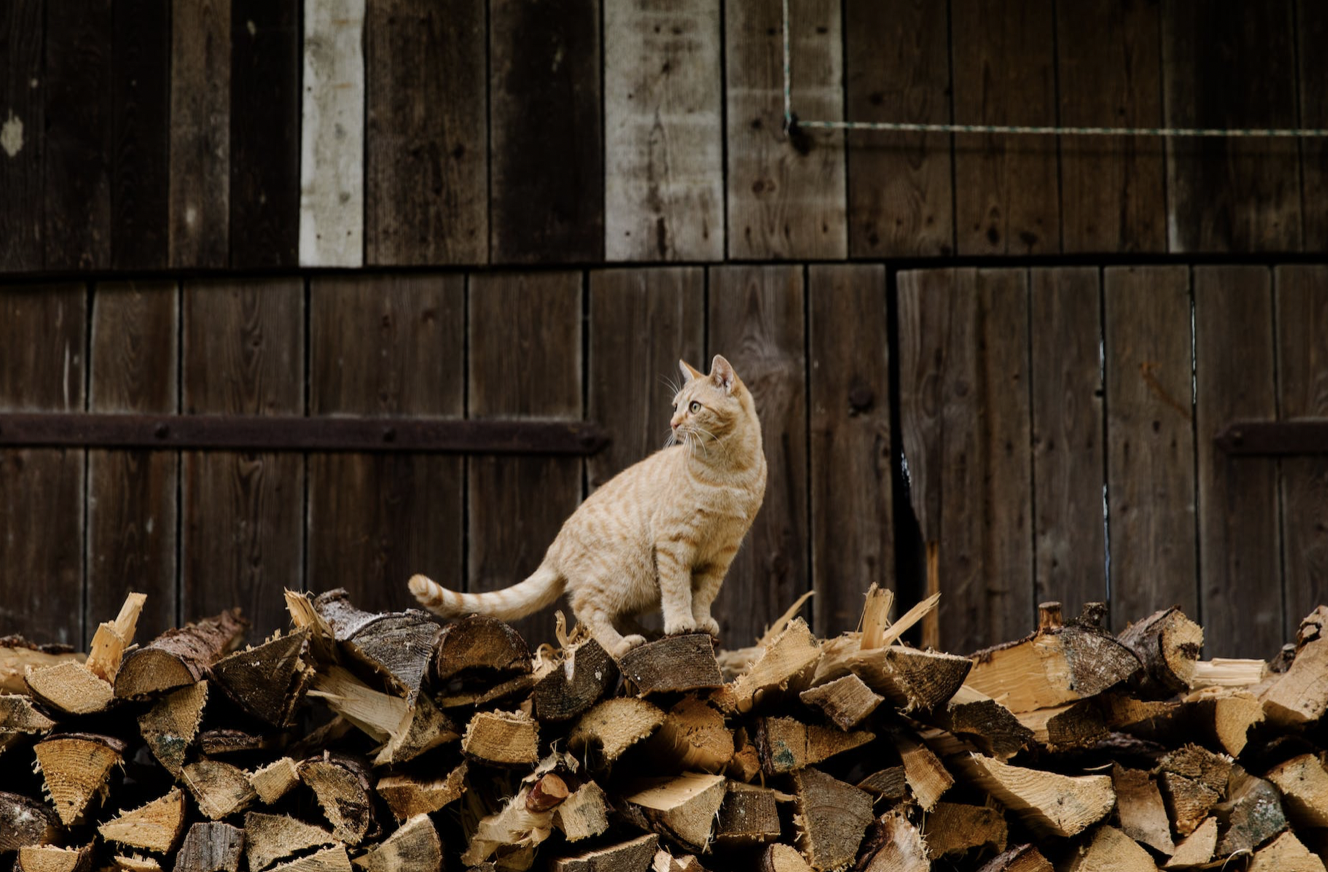 Striking the Right Balance: Should all cats live indoors?