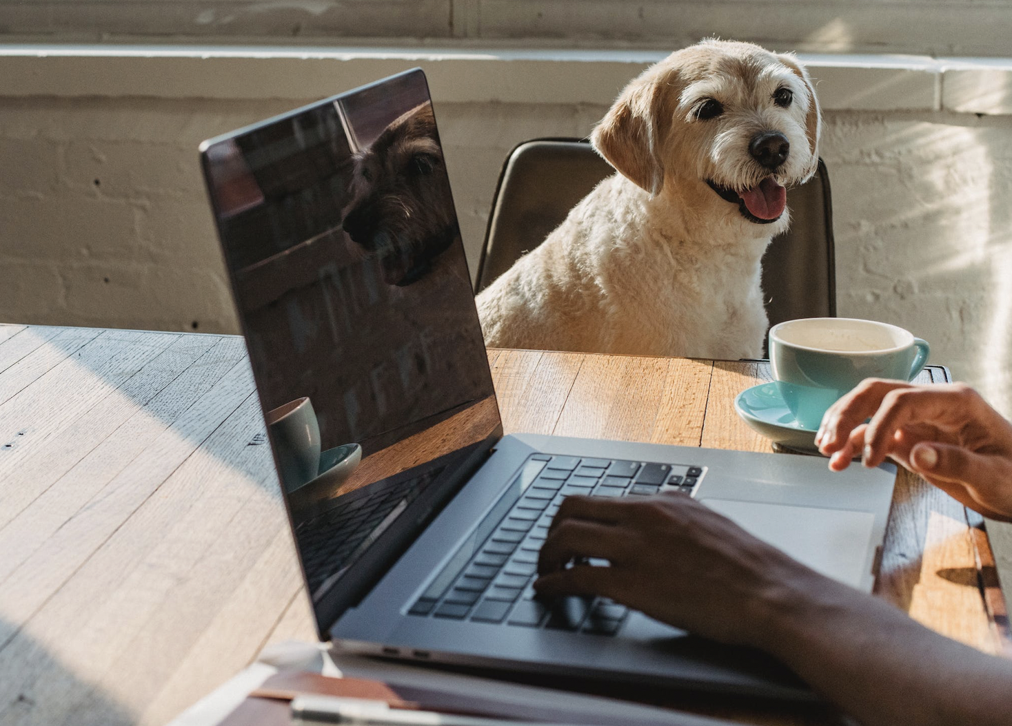 Would you like to Take Your Dog to Work? A Letter to the Boss.