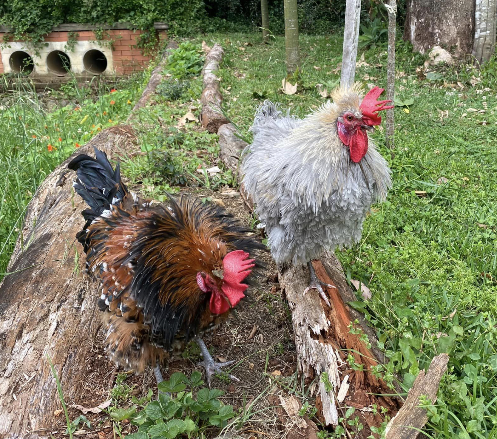 How to Safely Integrate a New Chicken or Rooster into your Flock