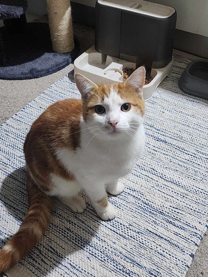 Settling in a Barn Cat: The Most Important Tip