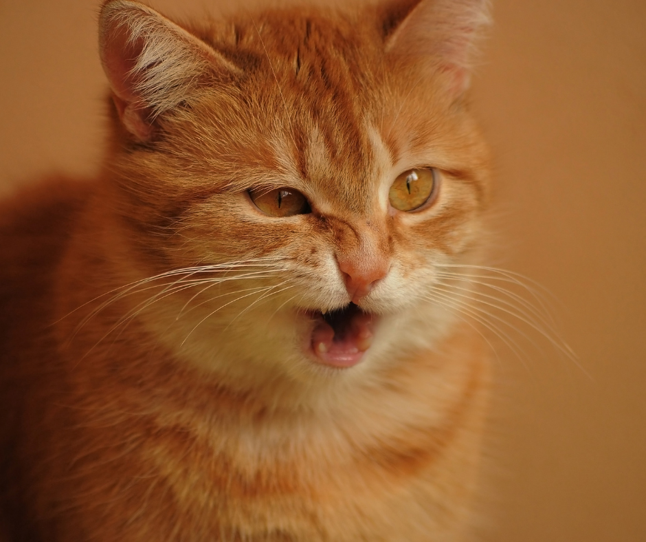 Understanding and Addressing Cat Aggression in Multi-Cat Households