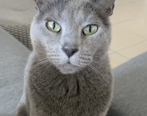 Sacha 2