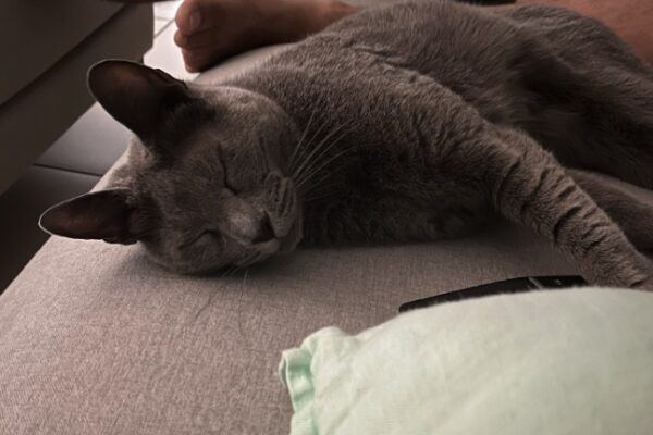 Sacha 3