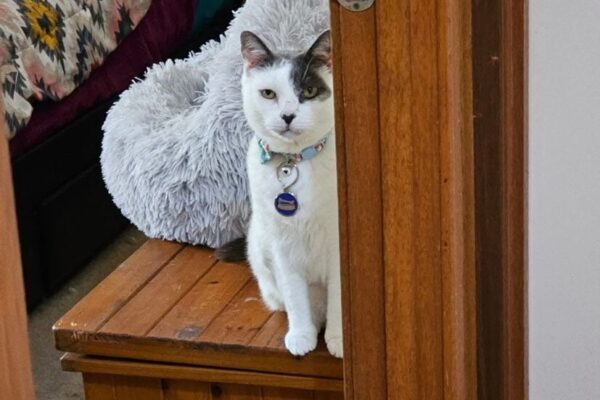 Timmy SS 2 Timmy SS 2