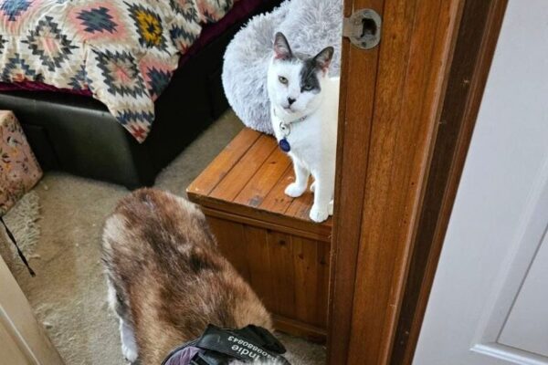 Timmy SS 3 Timmy SS 3