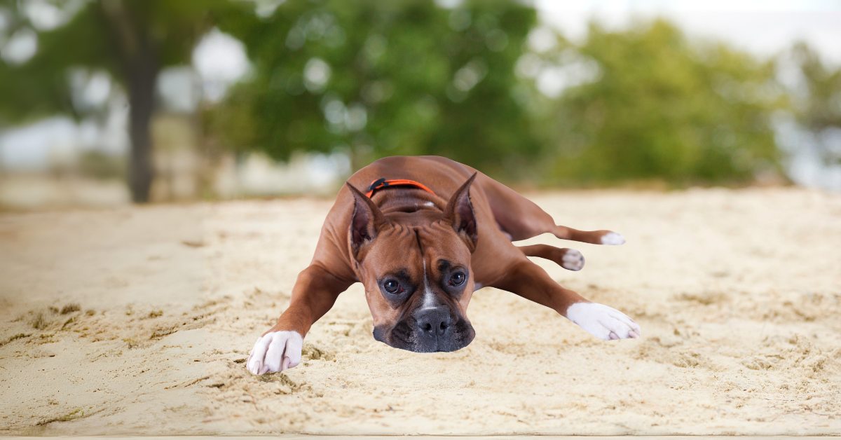 Things to know in Summer to Protect your Pup