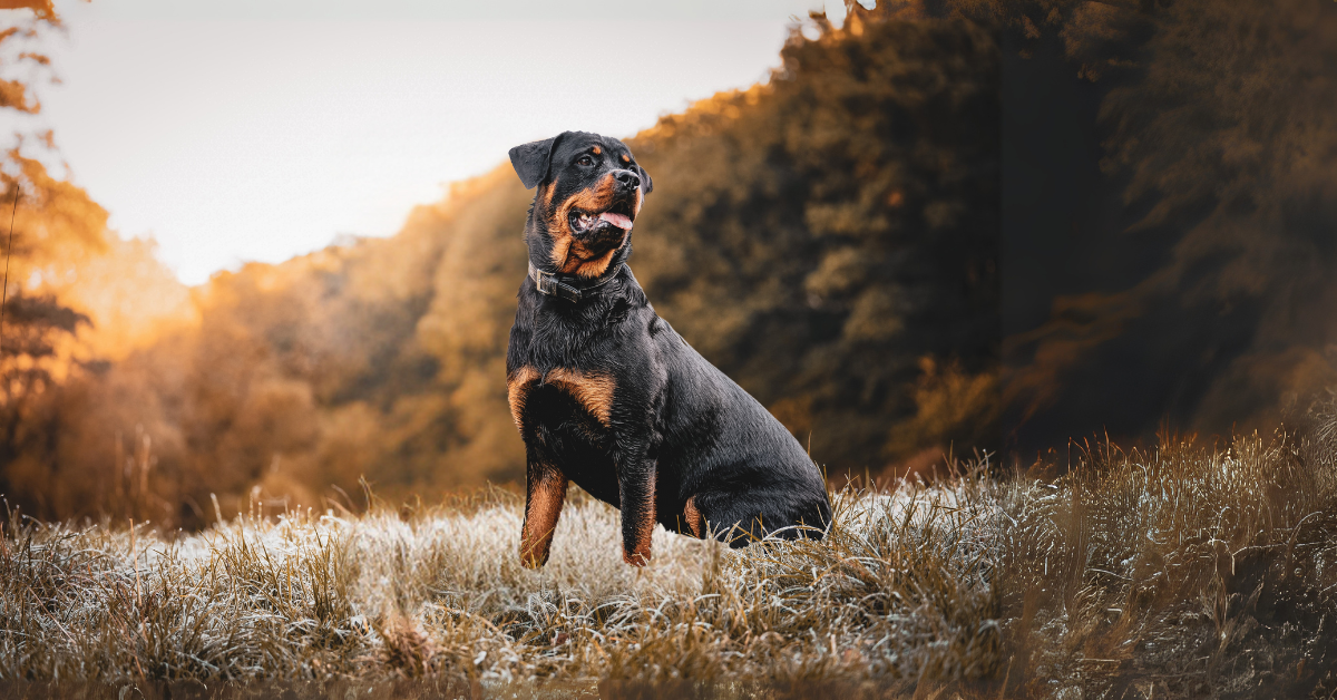 Interested in Probiotics for Pups? Have a read of this!