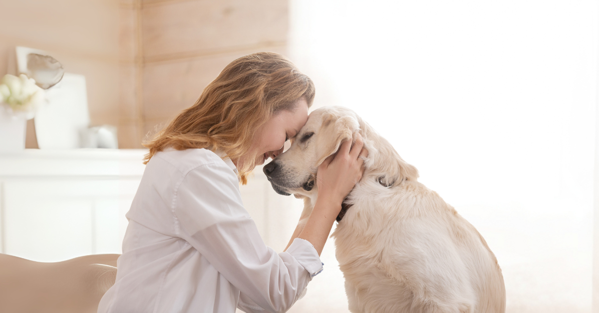 Keep Your Pet Safe: HomeSafe ID is Shutting Down – Act Now!