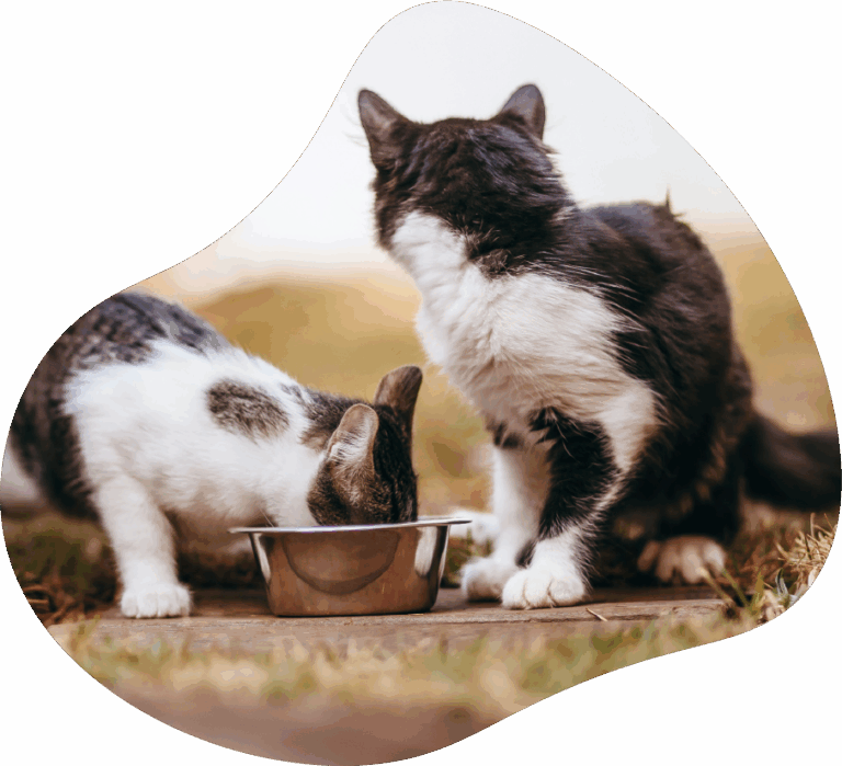 Two kittens, one is eating front a metal food bowl