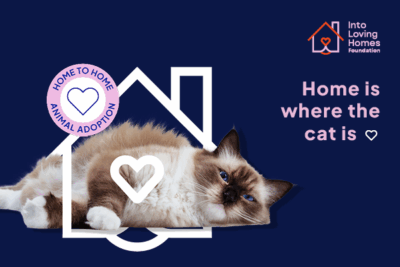 Help Find a Cat a Home