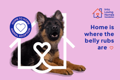 Help Find a Dog a Home