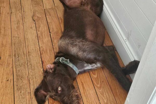 Toby 3