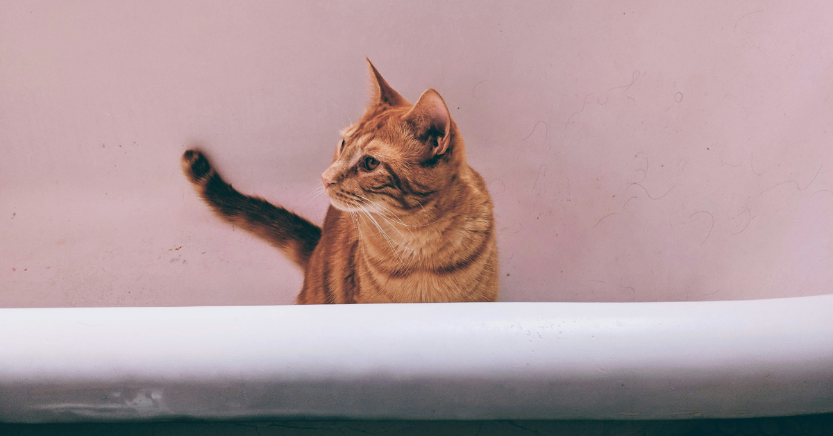 The 3-3-3 Rule for Adopting a Cat