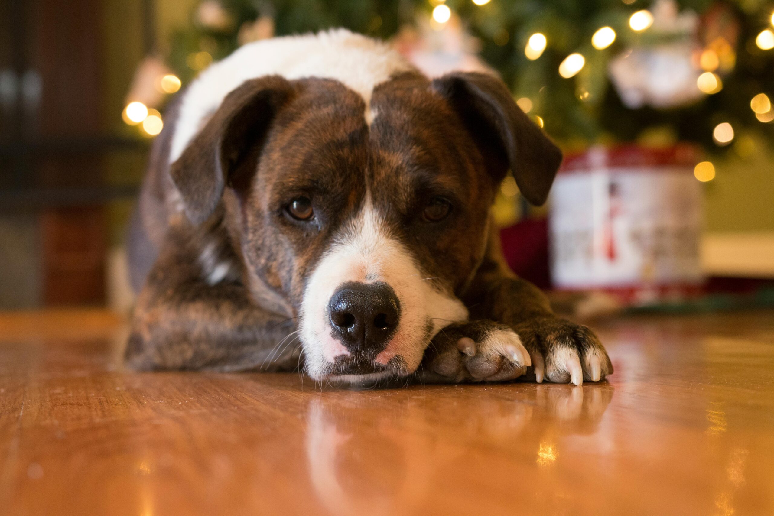 Think Before You Gift a Pet This Christmas