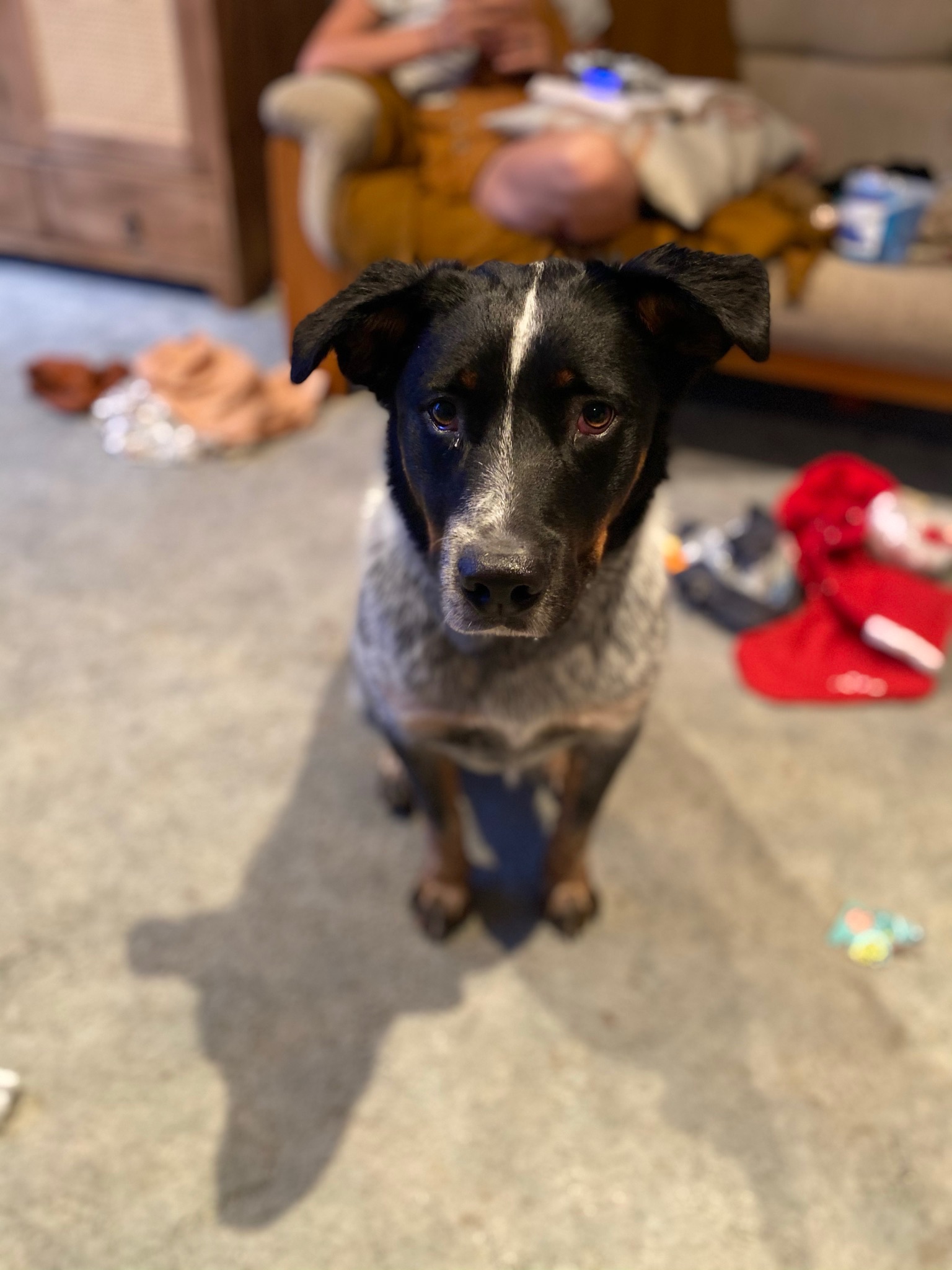 Logan the 5.5‑year‑old Australian Stumpy Tail Cattle Dog – loyal, affectionate and playful