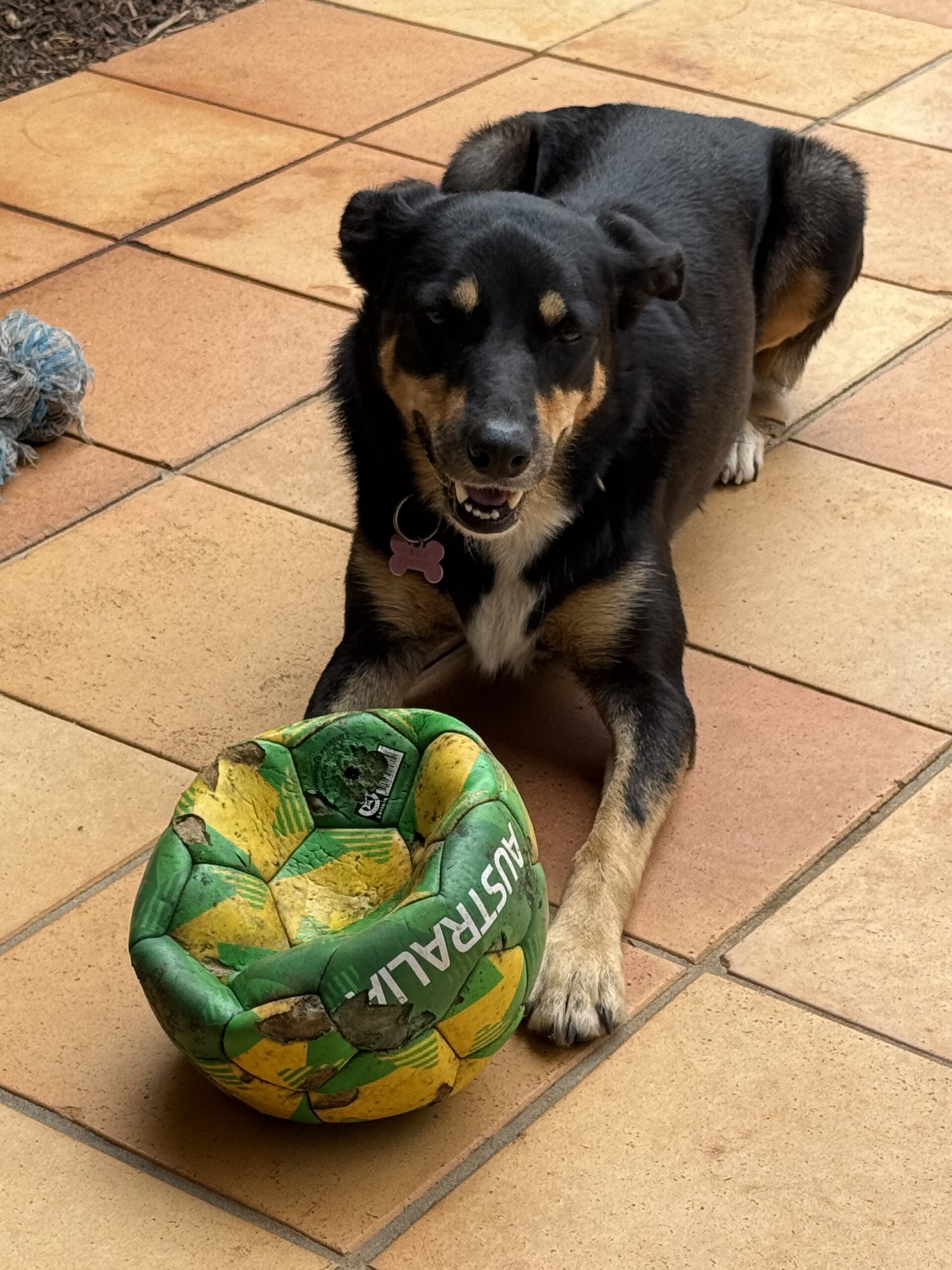 Brisbane dog adoption. Laika the 5‑year‑old Kelpie x Border Collie – playful, loving dog who enjoys balls and cuddles