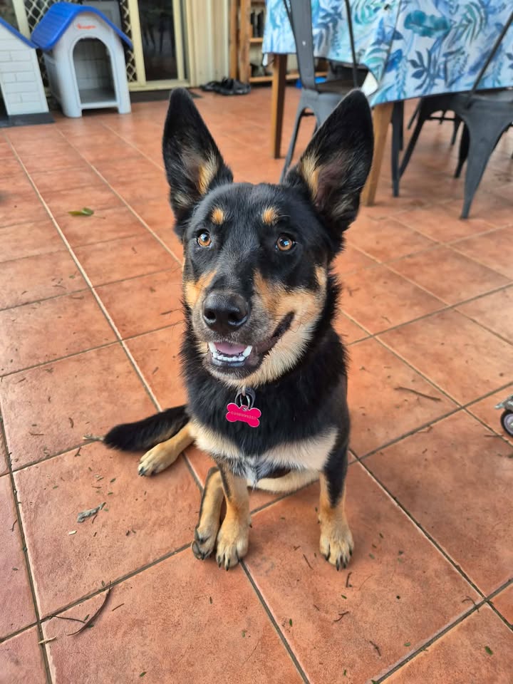 Adopt cattle dog Pickle
