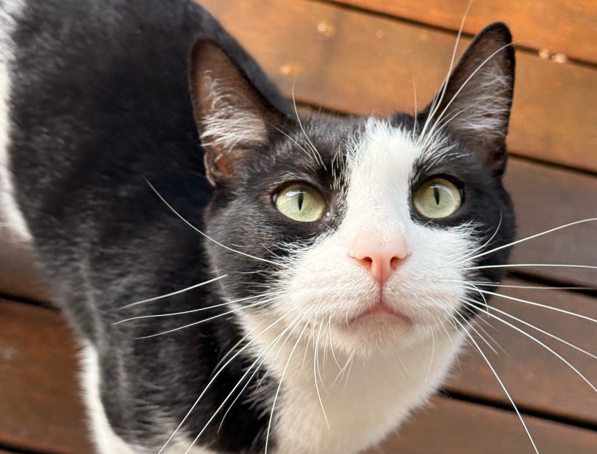 Adopt a cat. Peter the black and white domestic shorthair