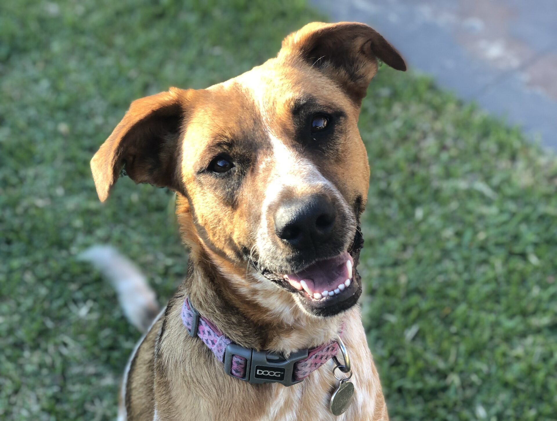 Dot the 7.5‑year‑old Adopt a German Shepherd mix. Dot is a clever, energetic and affectionate family dog