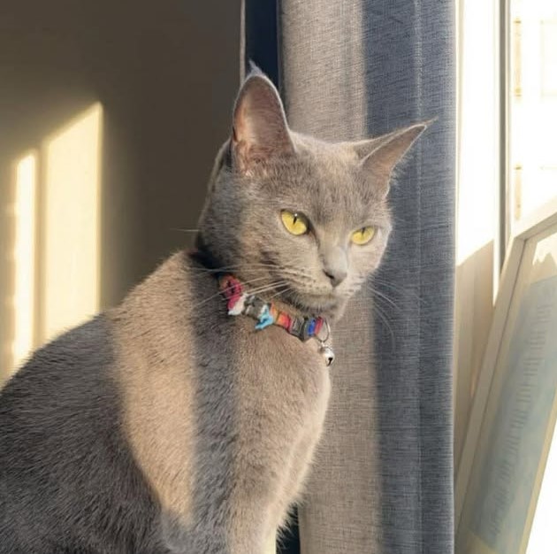 Norman the 4‑year‑old Russian Blue x domestic shorthair – gentle, calm cat who enjoys quiet company