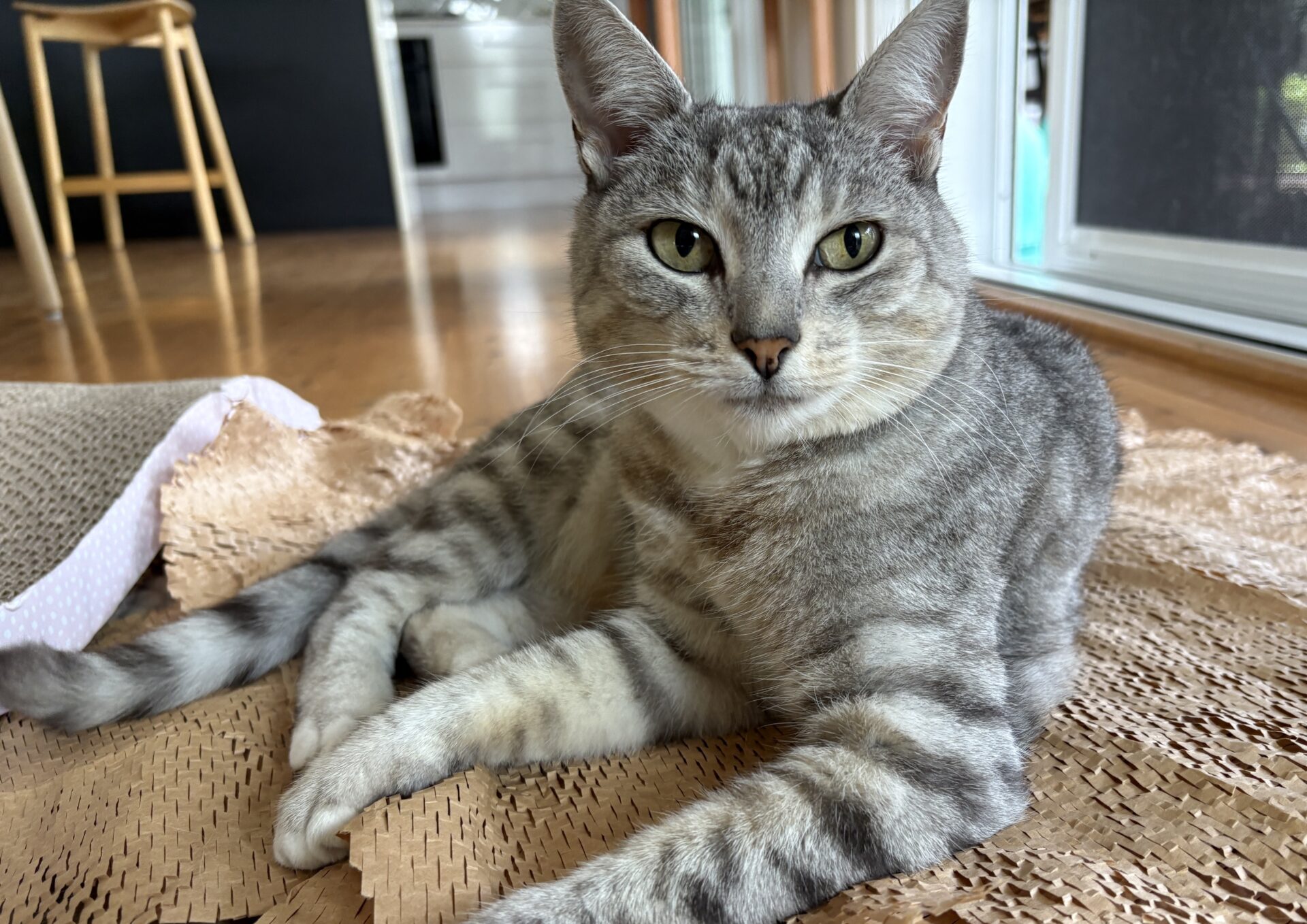 Izzy the 11 year old Domestic Shorthair - gentle and sweet cat who loves relaxing.