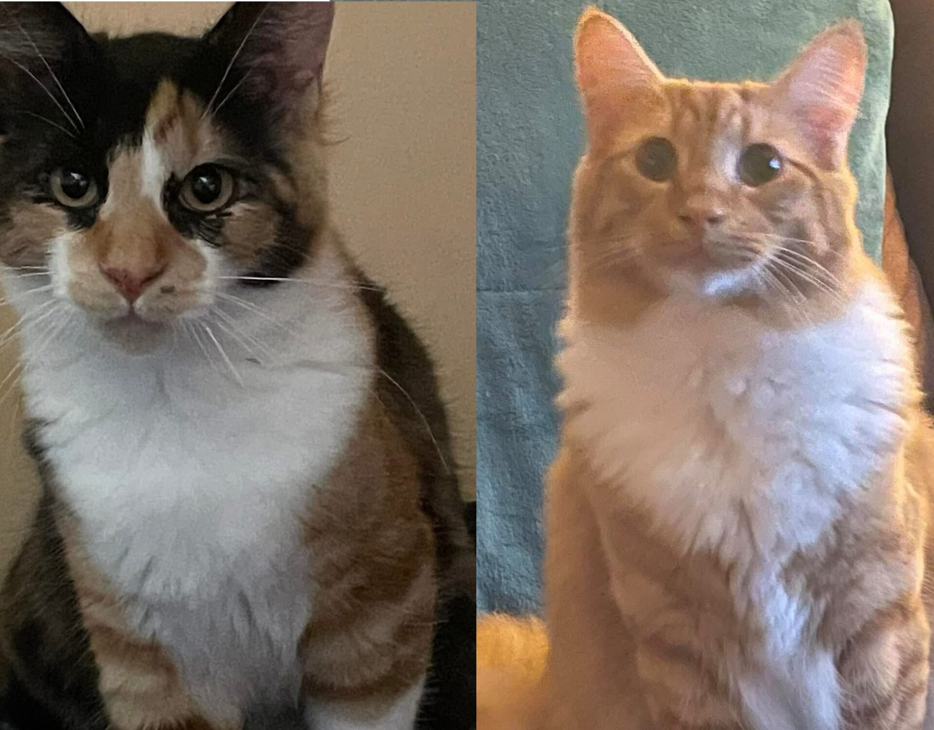 Boogie and Daisy the 7 year and 3 year old Maine Coon x Tortoiseshell and Ragdoll x Ginger - playful and loving cats who enjoy cuddles.