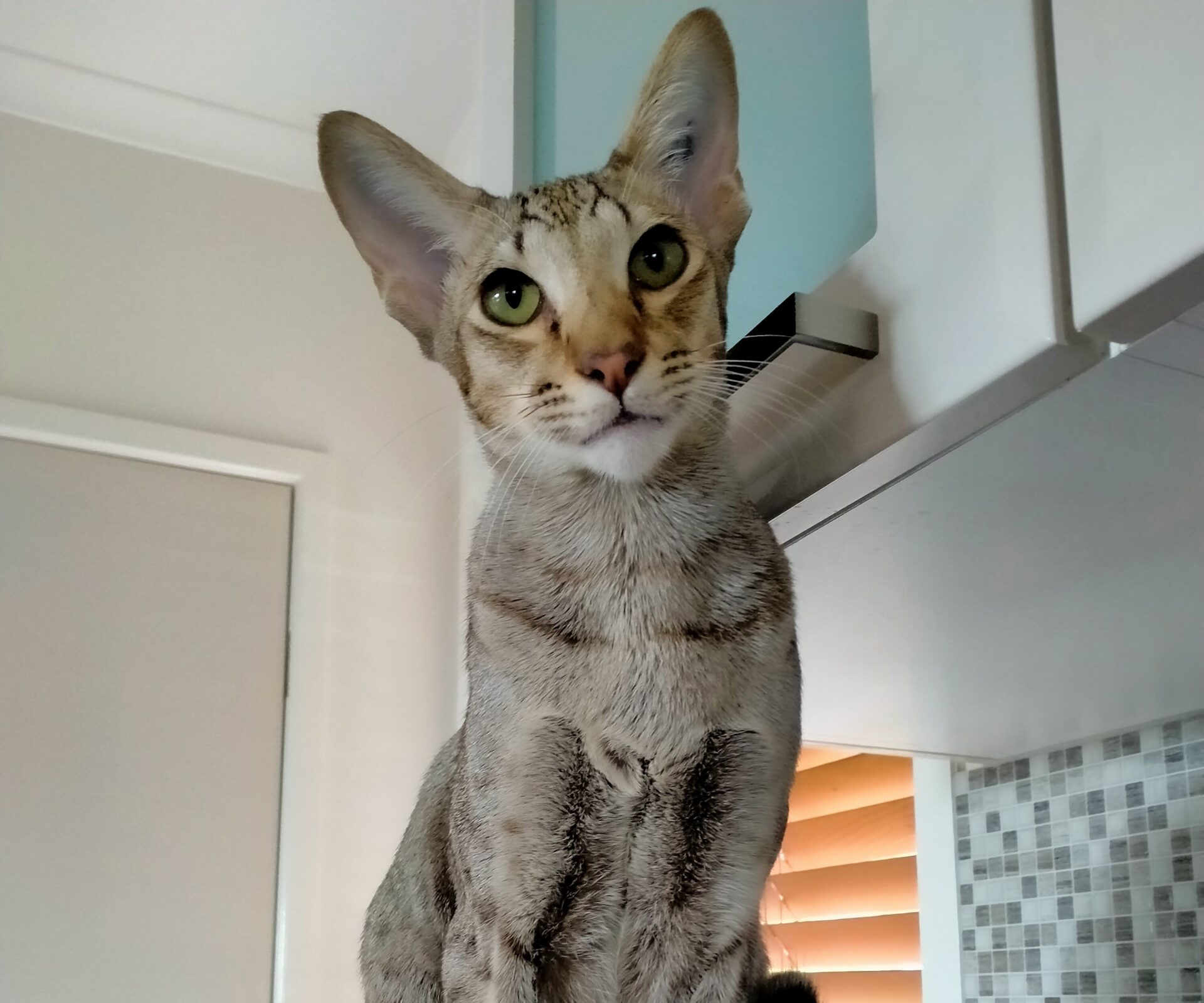 Nikko the 44.5 year old Purebred Oriental Shorthair - energetic and affectionate cat who loves routine.