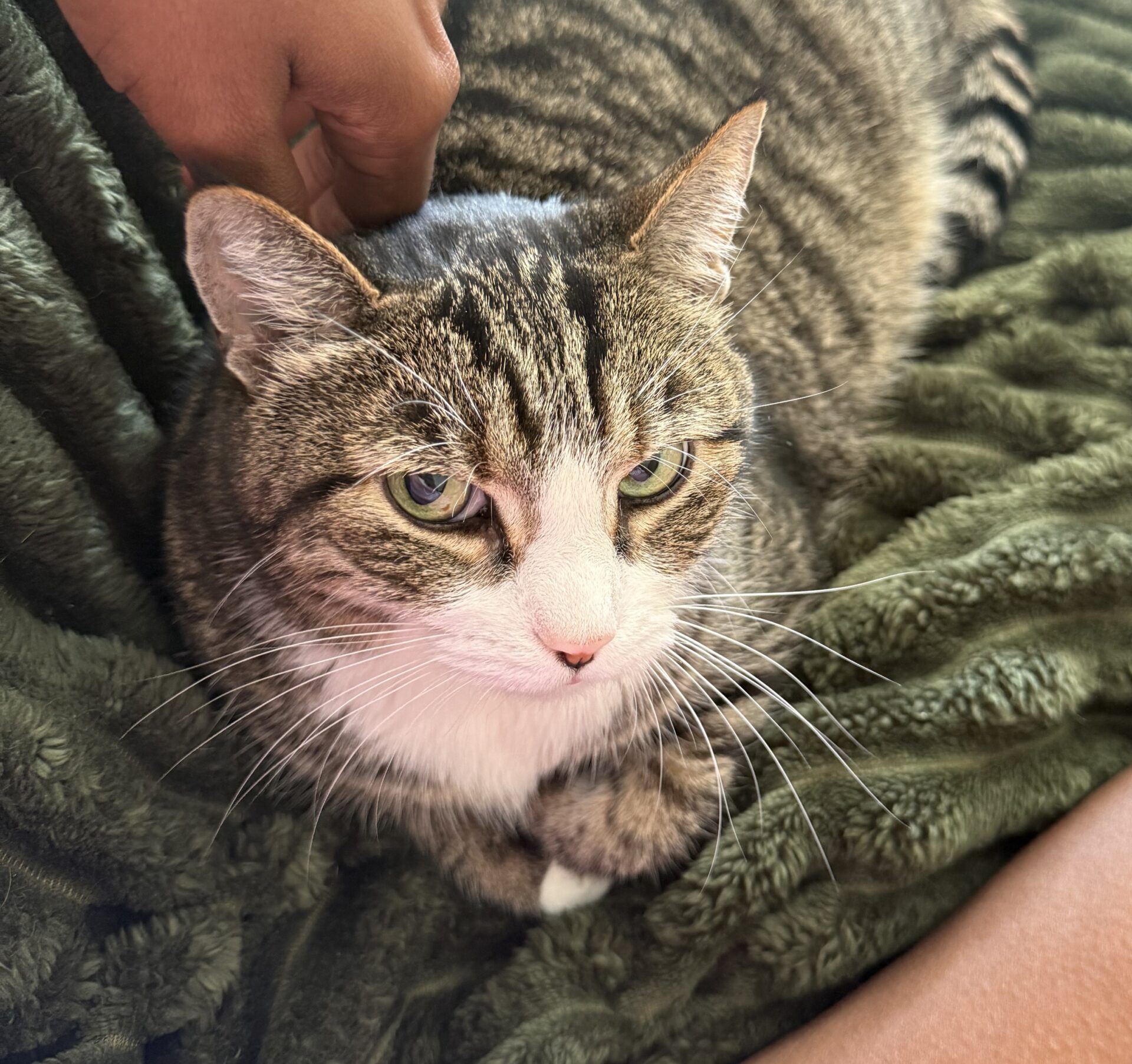 George the 9 year old Domestic Shorthair - gentle and affectionate cat who loves routine.