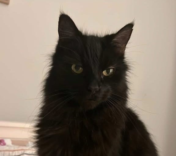Gizmo the 13 year old Domestic Longhair - affectionate and calm cat who loves cuddling.