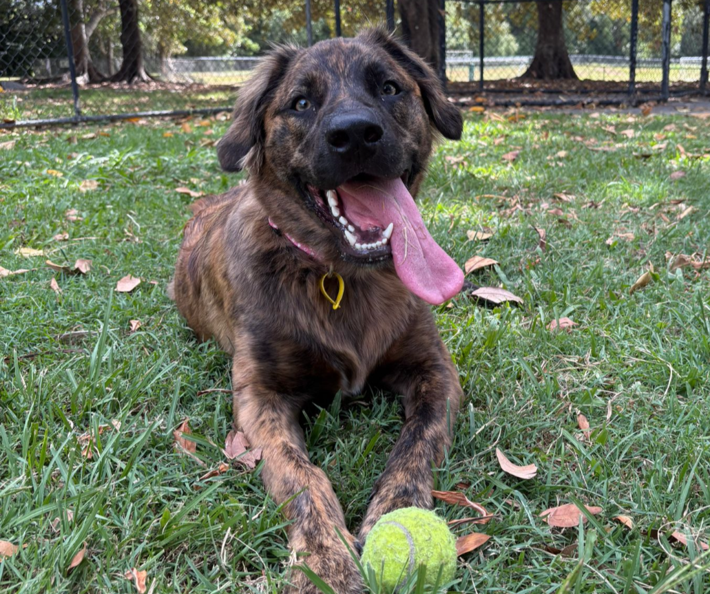 Luna the 10 month old Border Collie - joyful and affectionate dog who loves playing.