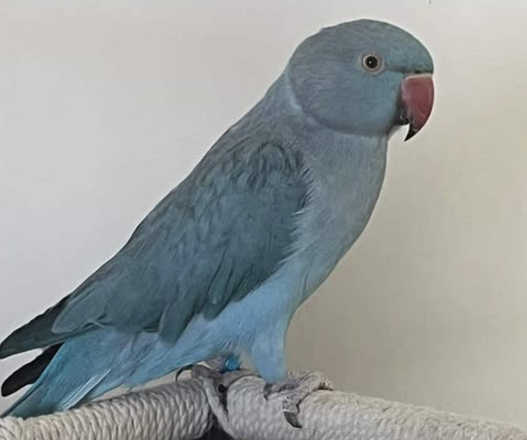 Laz the 1.5 year old Indian Ringneck Parrot - playful and sweet bird who loves capsicum.