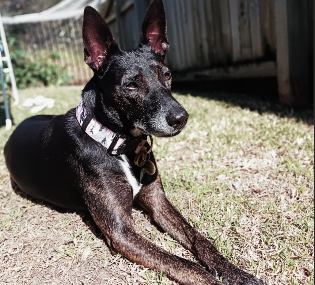 Squeak the 9 year old Kelpie X Malinois - loyal and affectionate dog who loves sharing snuggles.