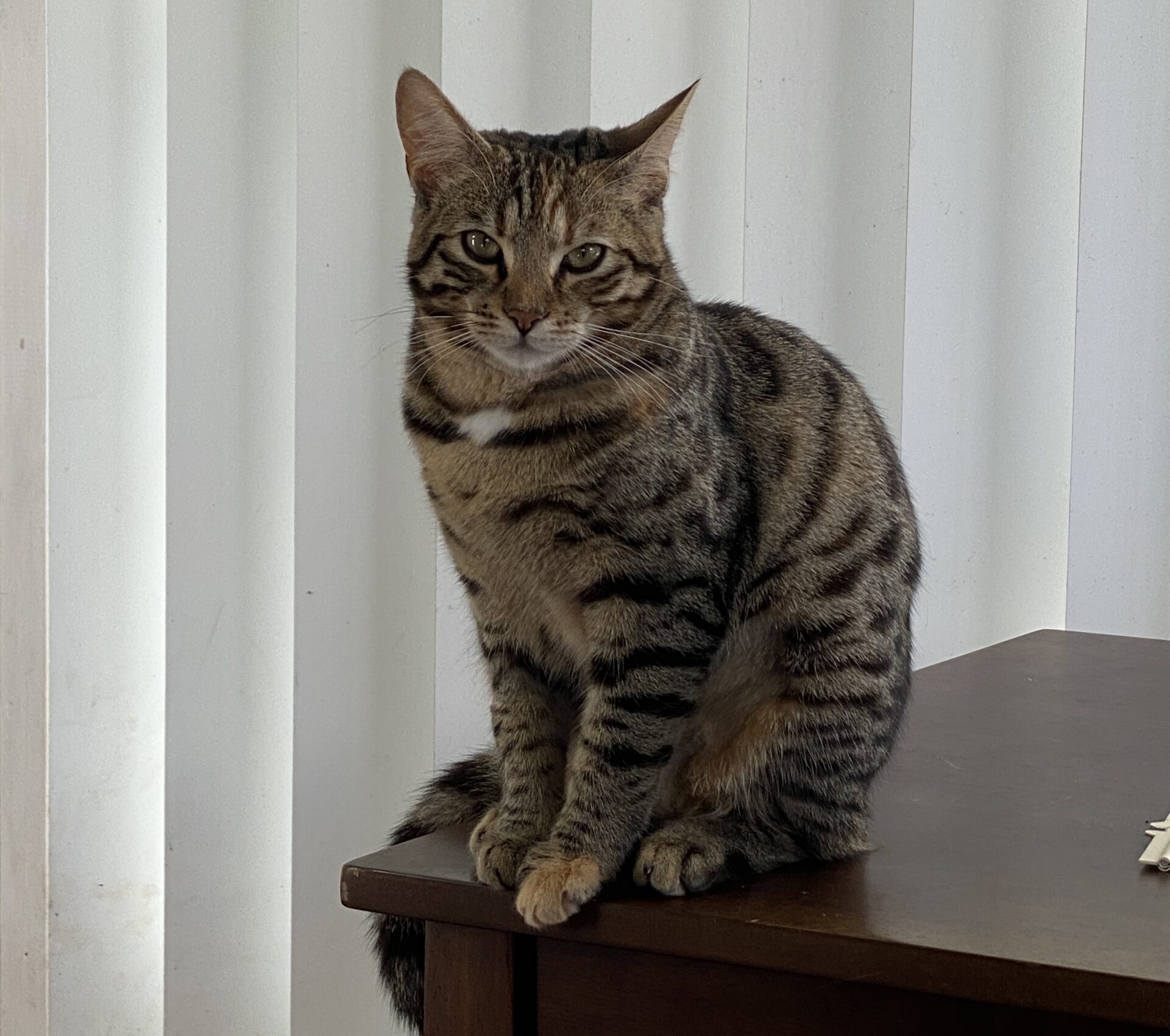 Sia the 5 Year old bengal cross - A sweet, affectionate and gentle cat