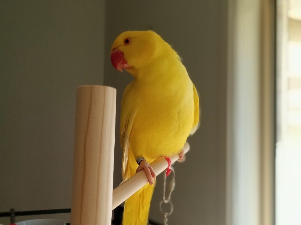 Topaz the Indian Ringneck Parrot - gentle and reserved bird who loves food.