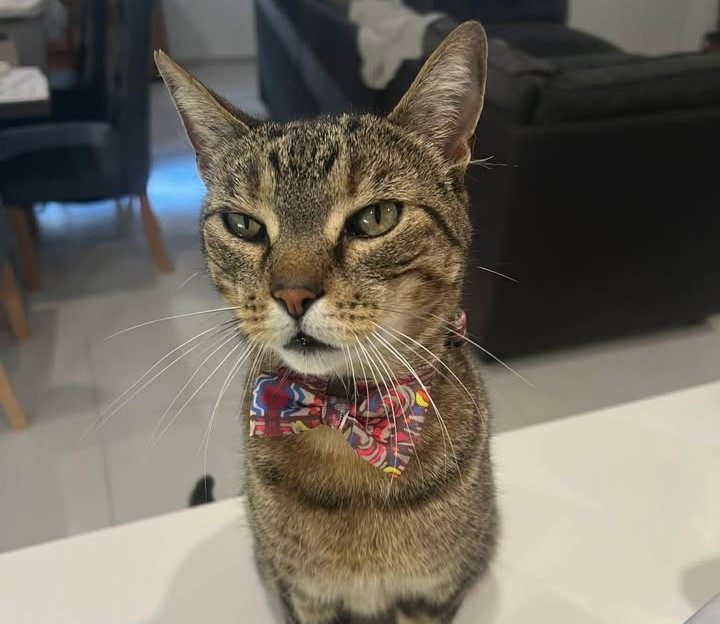 Charlie the approx. 12 year old Domestic Shorthair - easy-going and loving cat who loves head scratches.