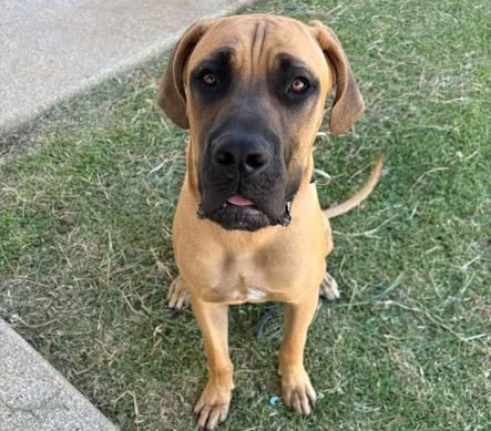 Rocco the 10 month old Cane Corso x Boerboel - affectionate and playful dog who loves to his people.