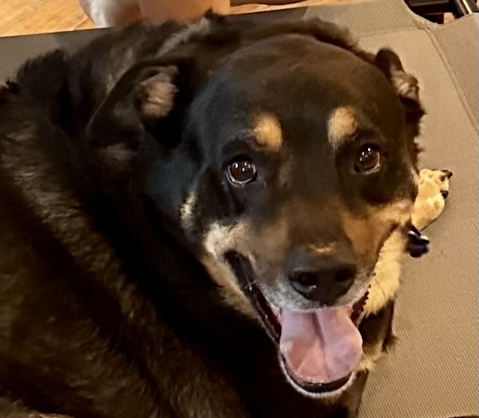 Oscar the 6 year old Rottweiler x Labrador - gentle and affectionate dog who loves cuddles, pats and being part of family life.