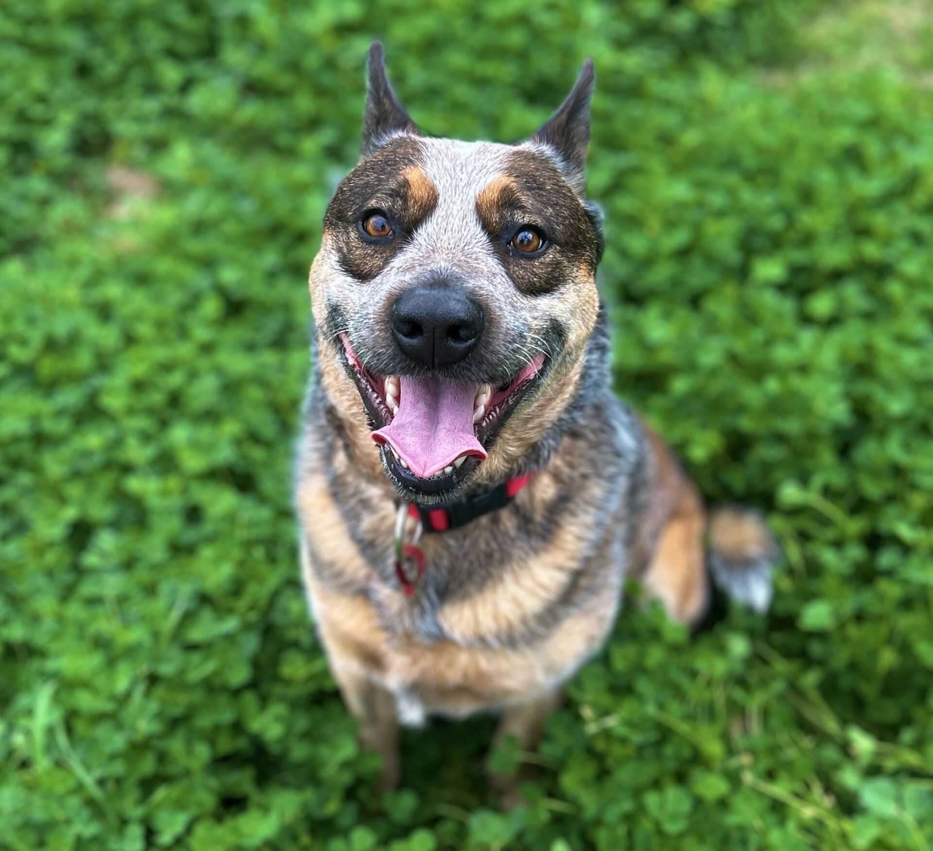 Gus the 4 year old Purebred Australian Cattle Dog - loyal and affectionate dog who loves snuggling on the couch, walks and playing football.