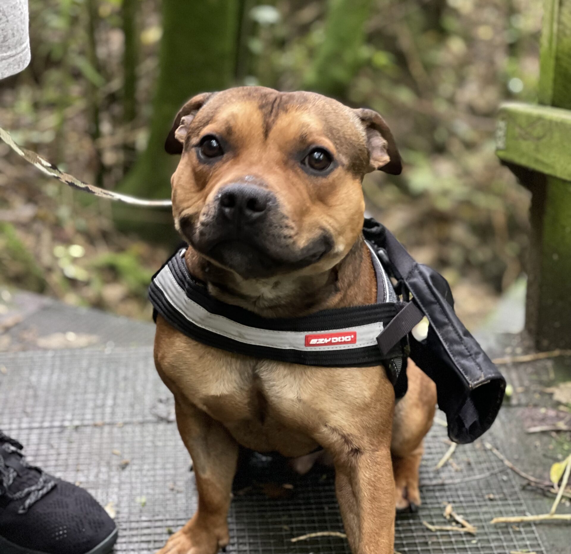 Reiko the 5 year old Purebred Staffordshire Bull Terrier - affectionate and playful dog who loves his people.
