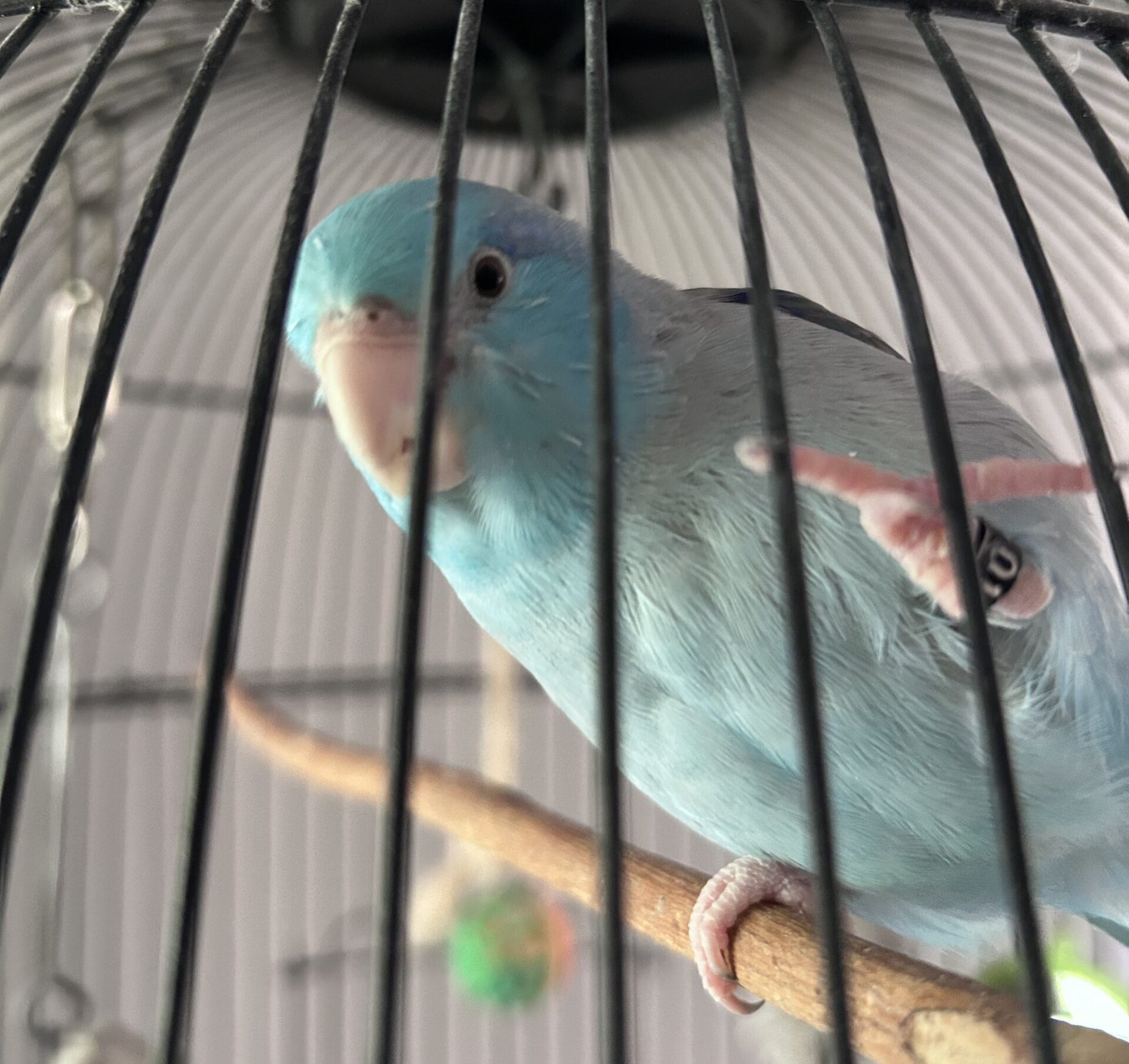 Cheech the 4.5 year old Parrotlet - lively and spirited bird who loves toys.
