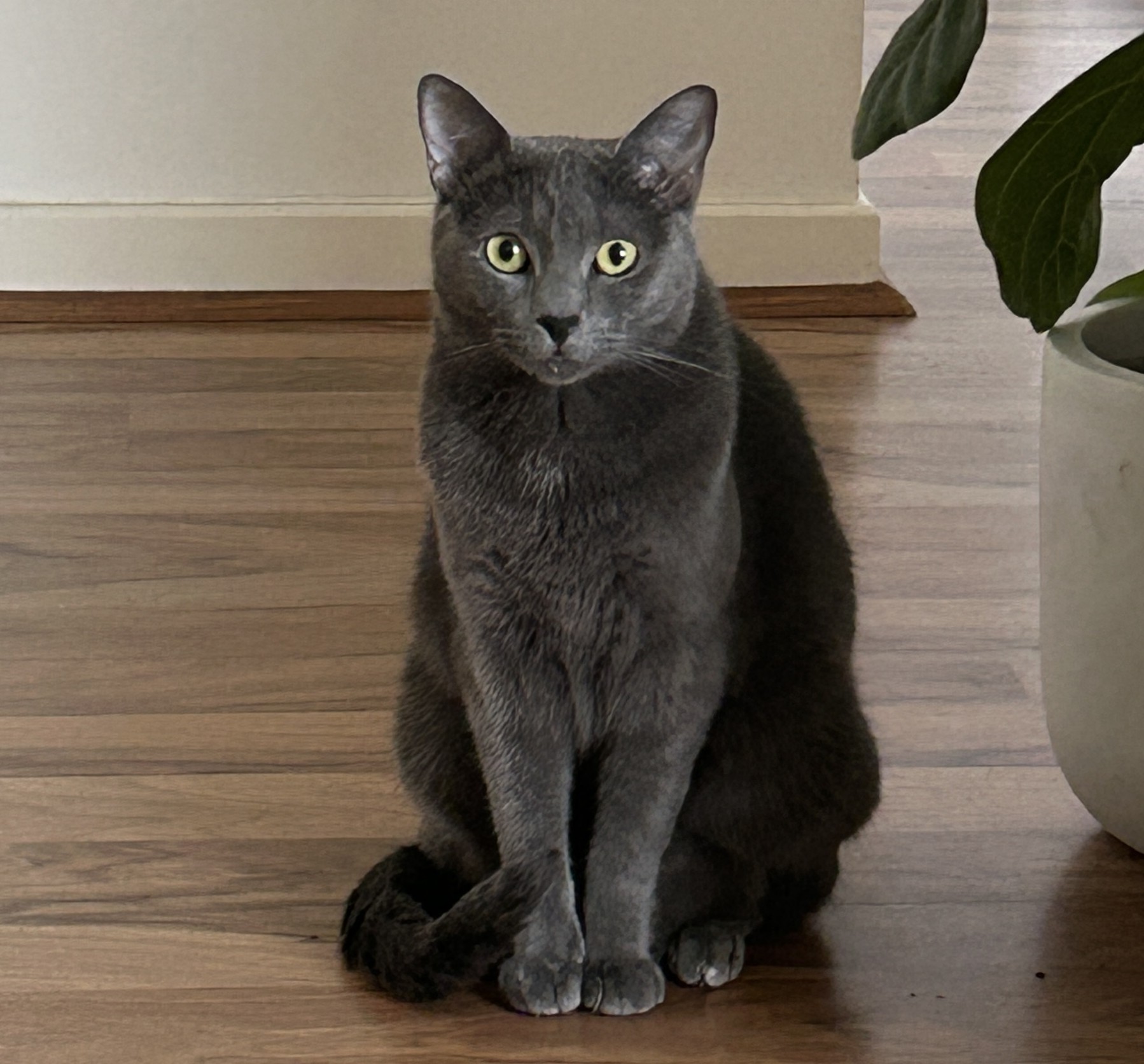 Mila the 5 year old year old Domestic Shorthair x Russian Blue - affectionate and calm cat who loves her people.