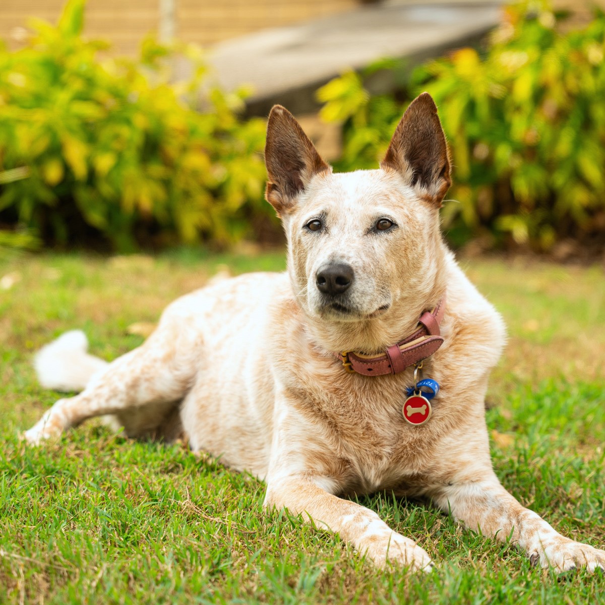 Lilo the 6 year old Purebred Red Heeler - social and happy dog who loves interaction.
