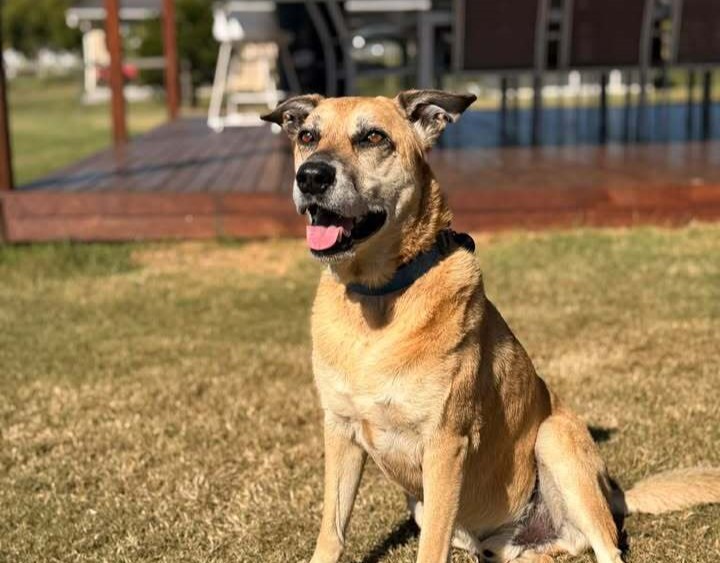 Louie the 9‑year‑old Bull Mastiff X – a calm and easy-going boy with a relaxed, gentle nature.