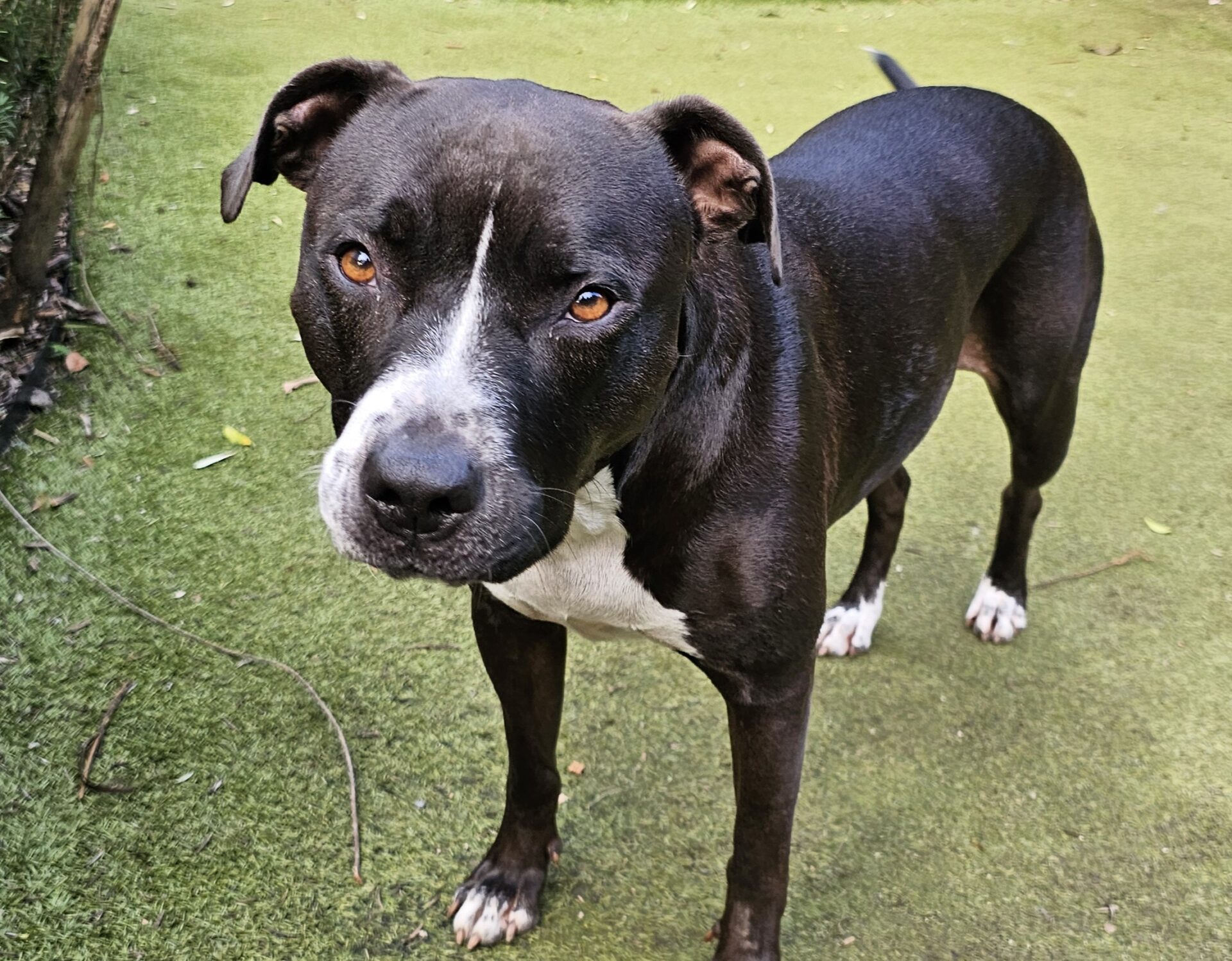 Kona the 5 year old American Staffordshire Terrier - calm and confident dog who loves tug-of-war, walks and quiet companionship.
