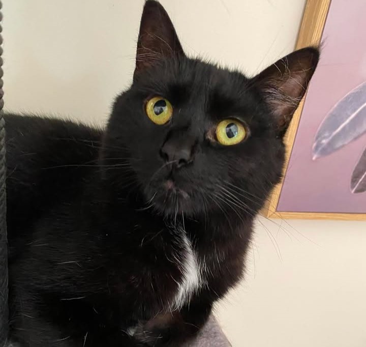 Woodie Kat the 9 year 6 month old Tuxedo Cat - gentle and placid cat who loves quiet company and affection.