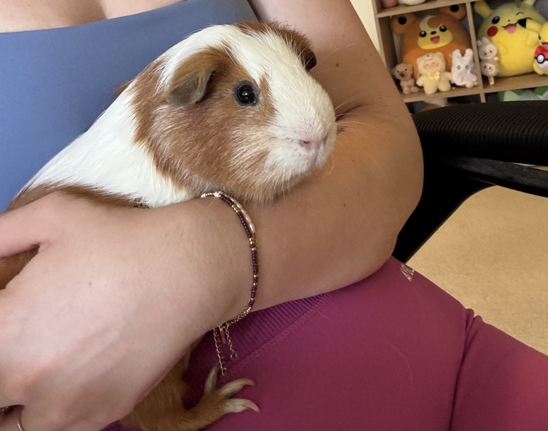 Taco the 2 year old Guinea Pig - shy and affectionate guinea pig who loves chin scratches and sofa cuddles.