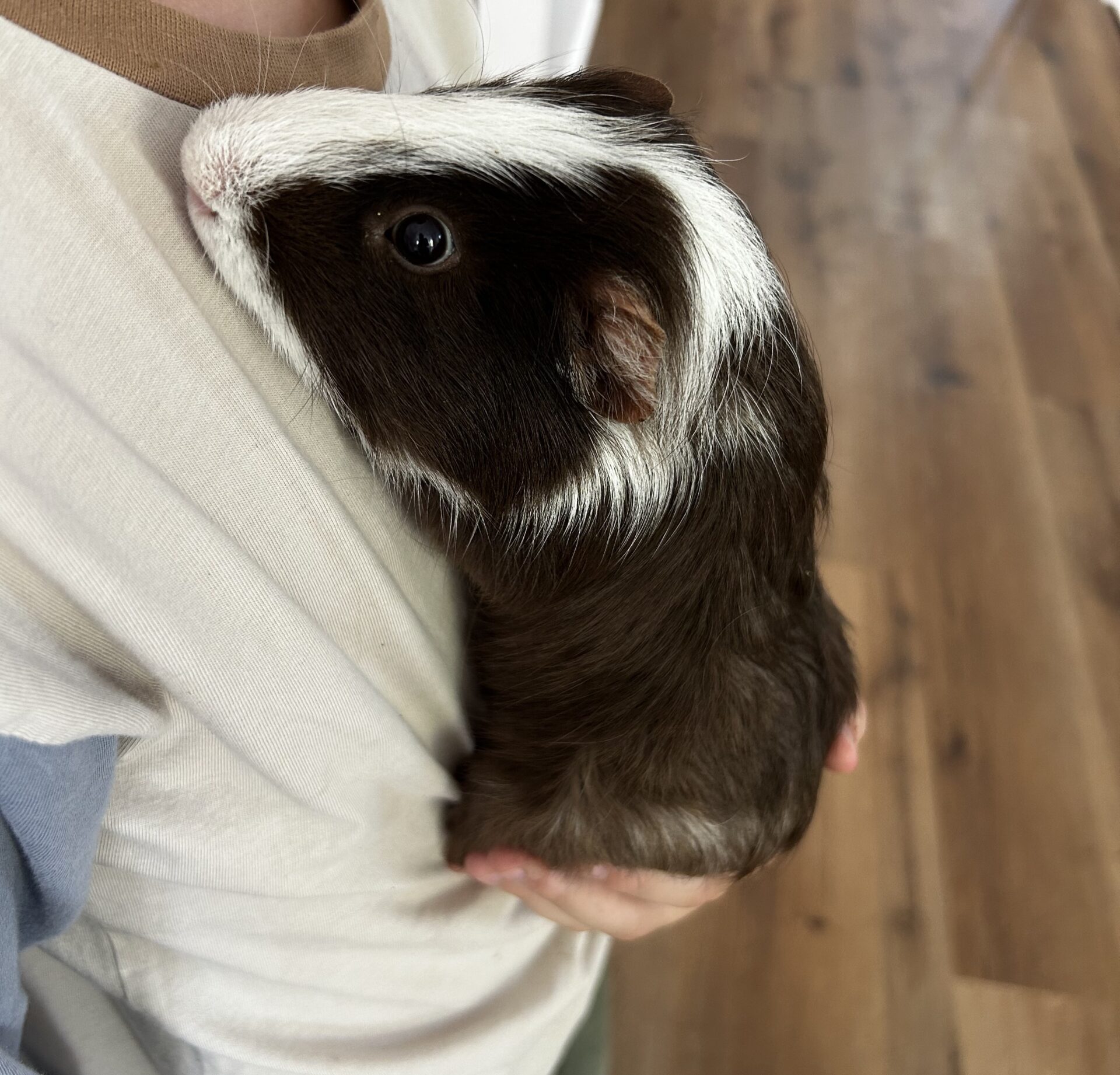 Oreo the 2 year old Guinea Pig - sweet and friendly guinea pig who loves cuddles and gentle pats.